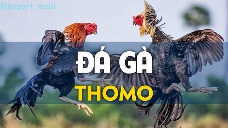 Giới thiệu về trận đấu đá gà thomo tại mk sport kịch tính nhất